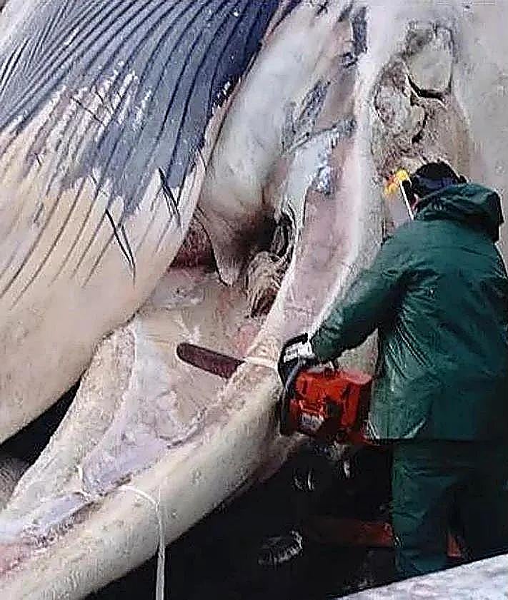 Imagen secundaria 2 - Spektakuläre Operation zur Bergung eines in La Coruña gestrandeten 25-Meter-Wals