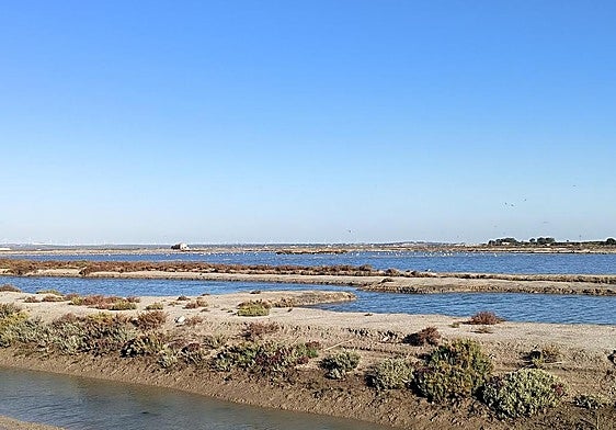 Gezeitensümpfe am Flusslauf des Guadalete in der Provinz Cádiz