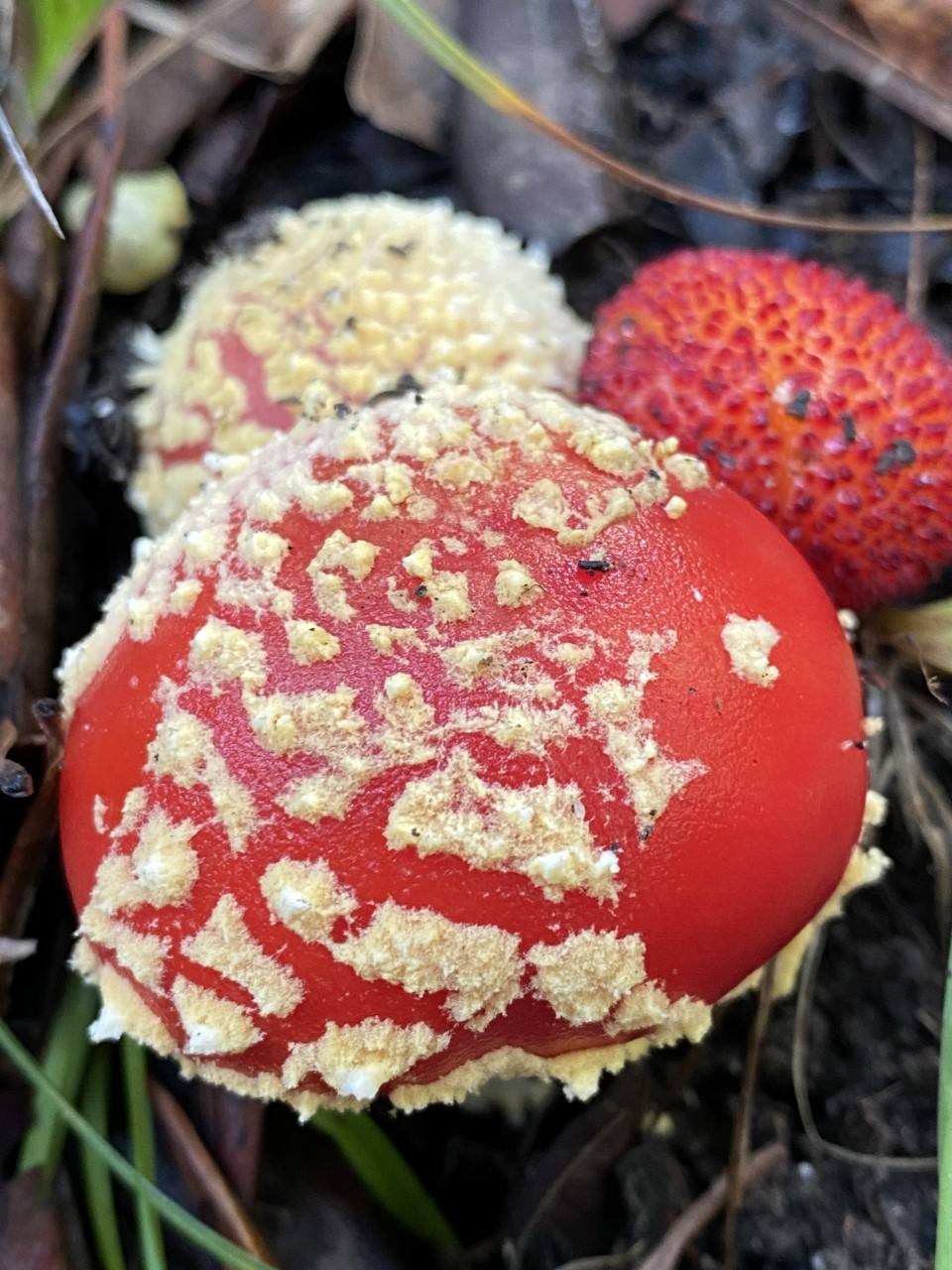 Amanita muscaria.