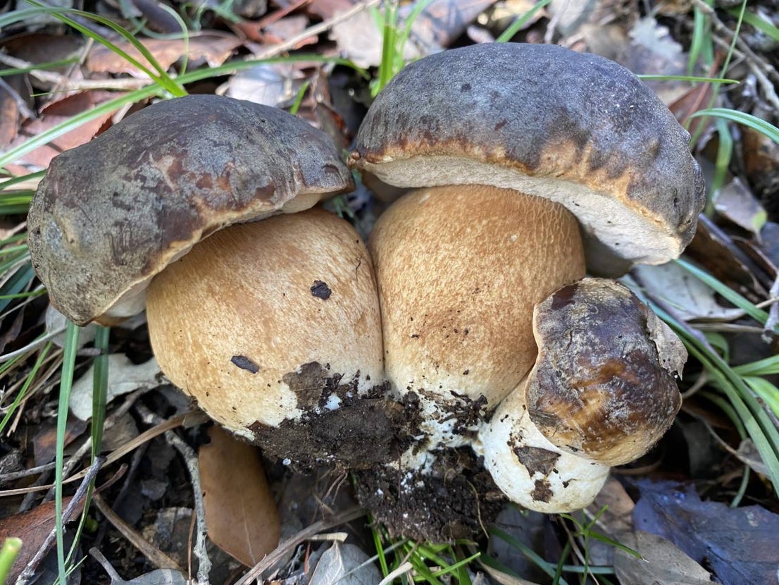 Boletus aereus.