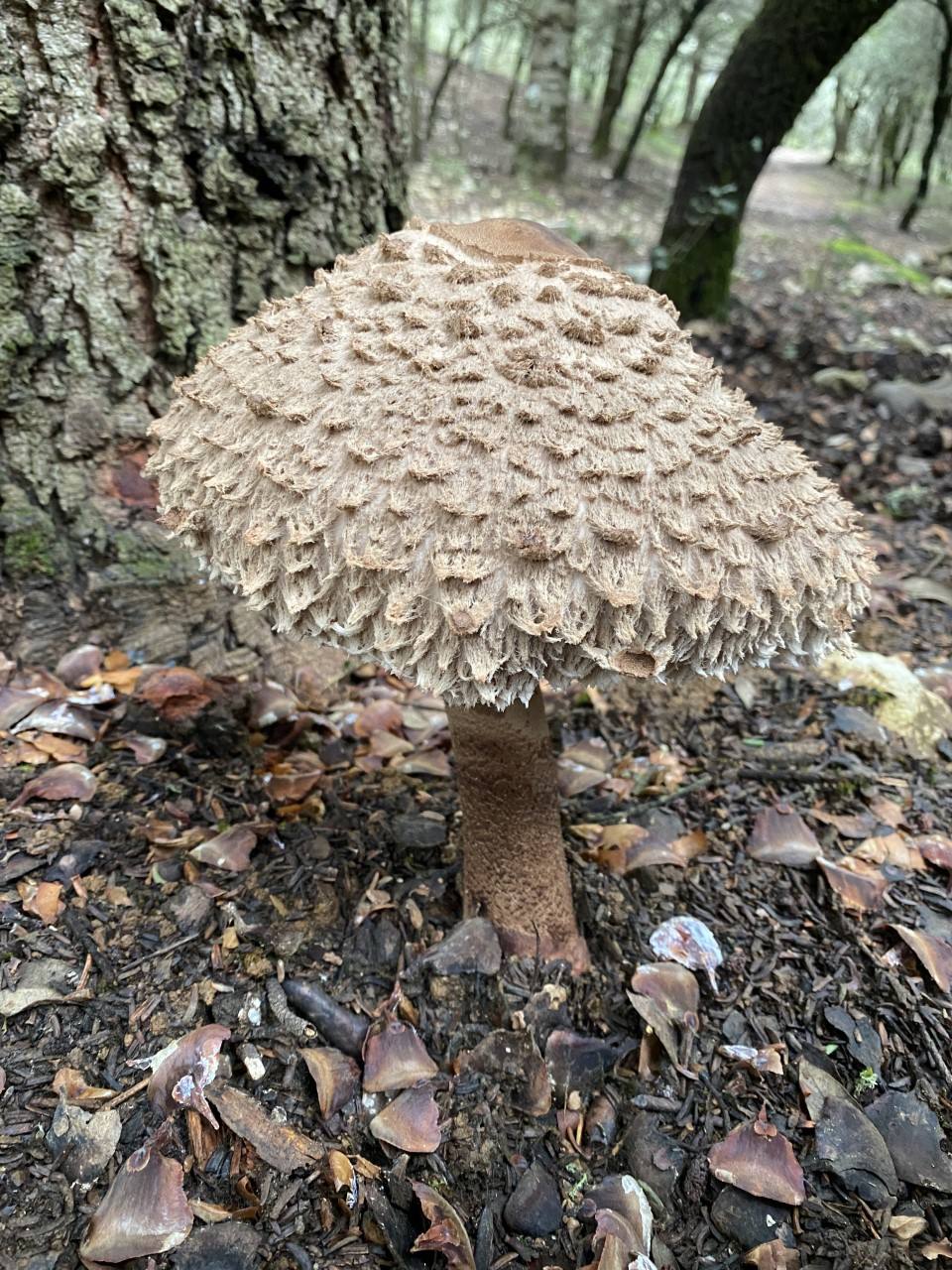 Parasol mushroom.