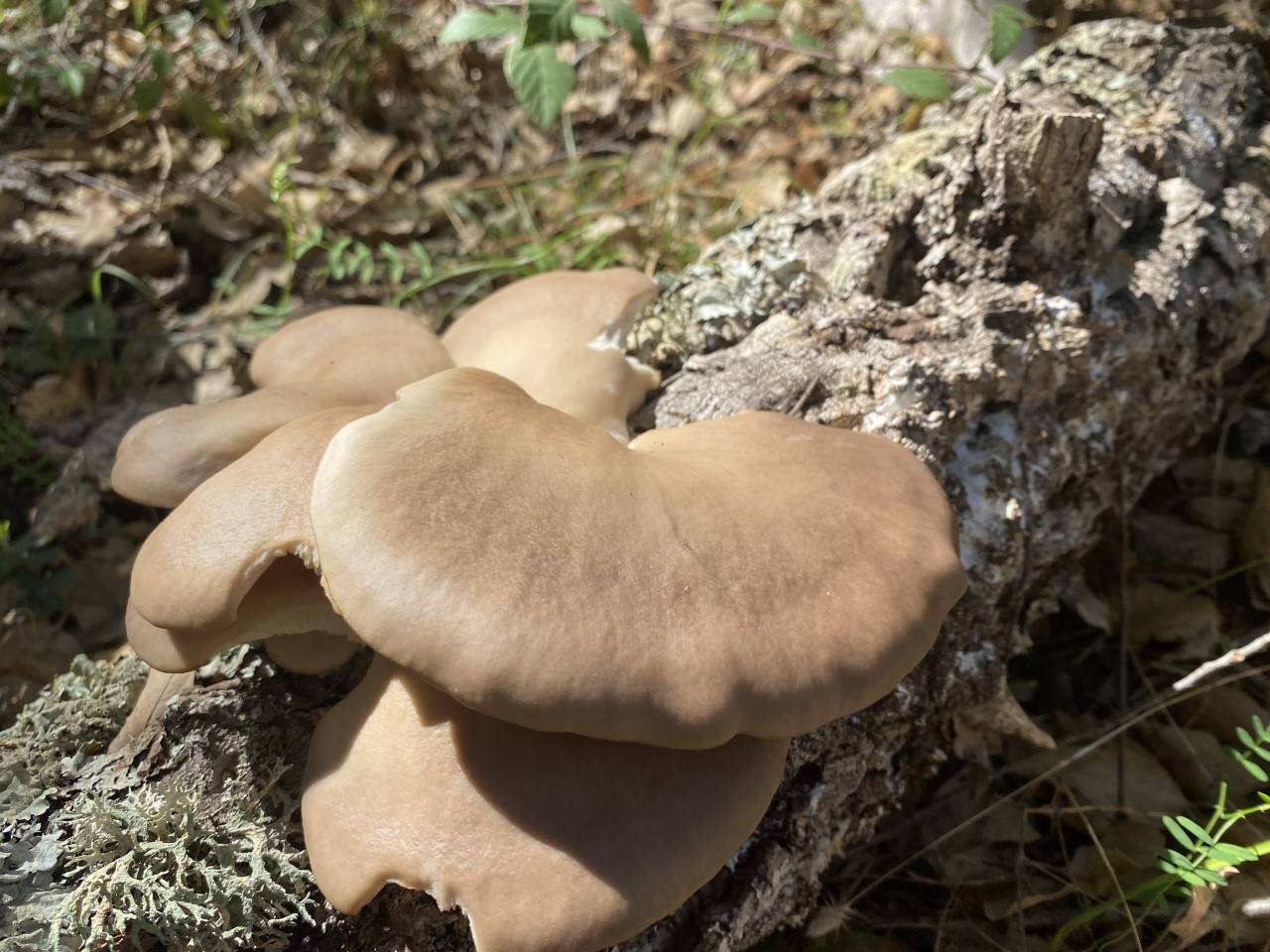 Gymnopilus suberis 'chaparro mushroom'