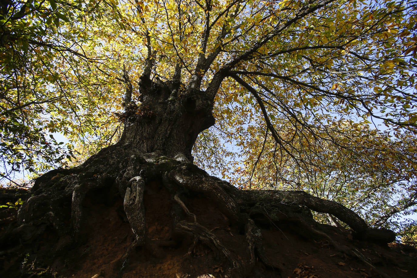 The autumn colours in the Genal Valley. 