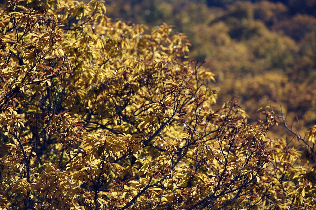 The autumn colours in the Genal Valley. 