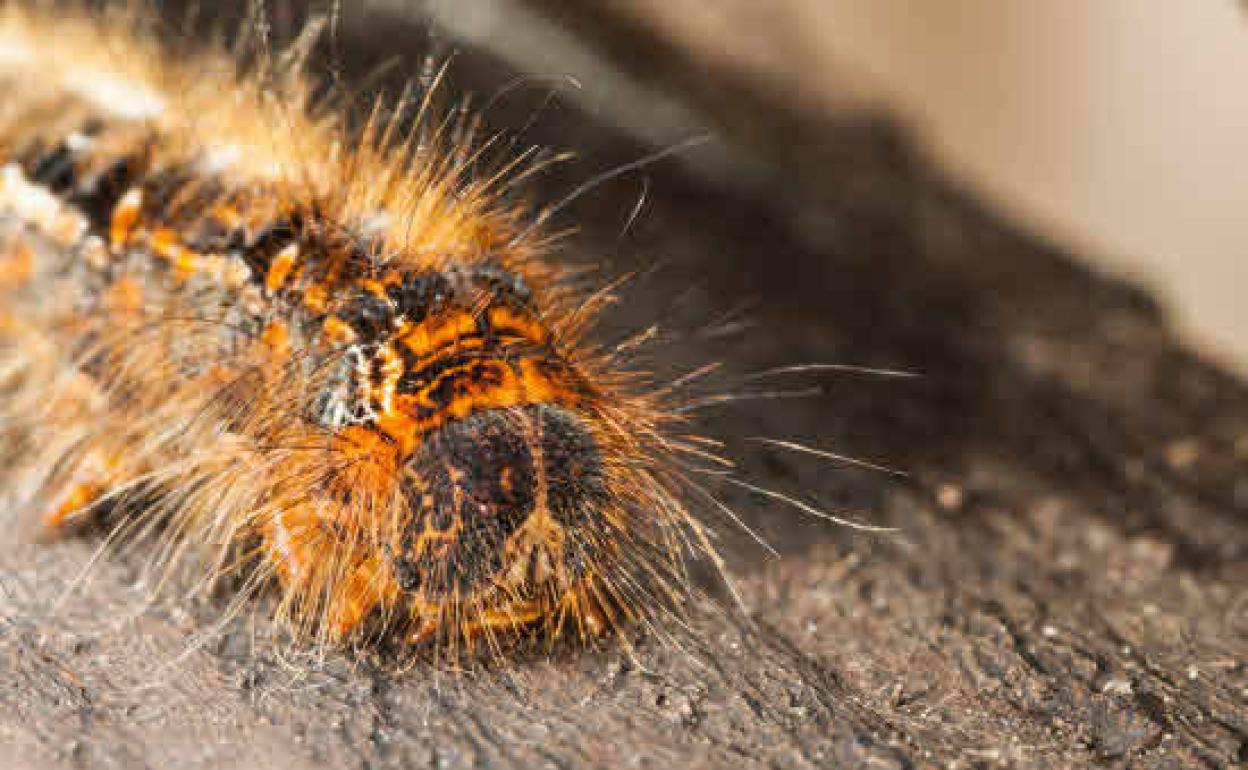 Pine trees treated ahead of processionary season