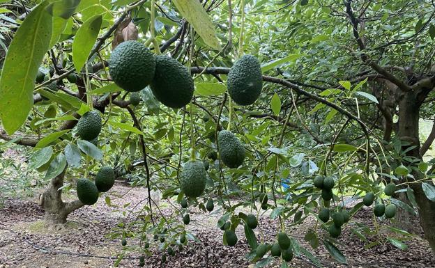 Avocados growing in the Axarquía.