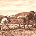 Imagen - Camels became part of the landscape of the Canaries centuries ago. Eventually, the camels were taken to Fuerteventura, and from there distributed throughout the rest of the islands, where they were used in agriculture