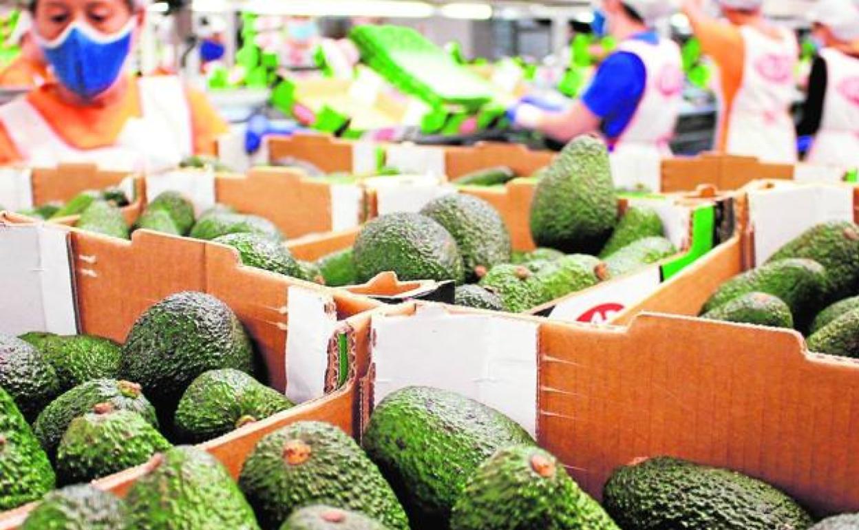 Fresh fruit is Malaga's top export 