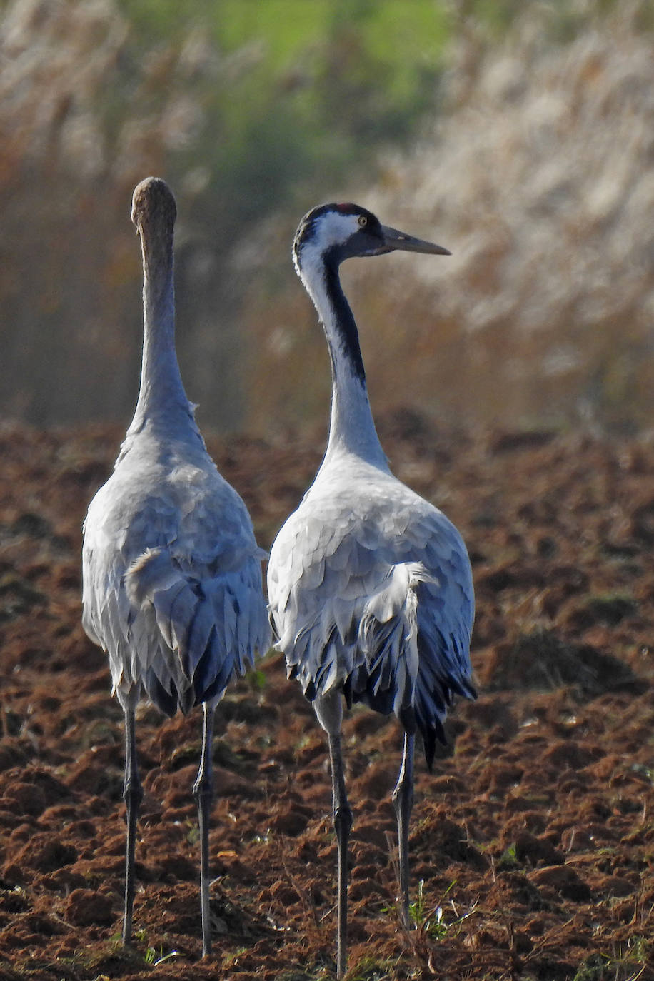 Imagen - The common crane. Peter Jones