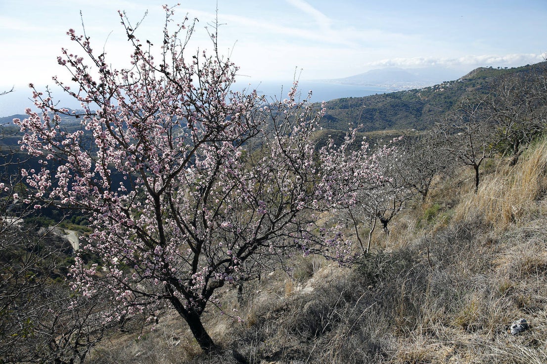 Blooming lovely... the almond trees in flower