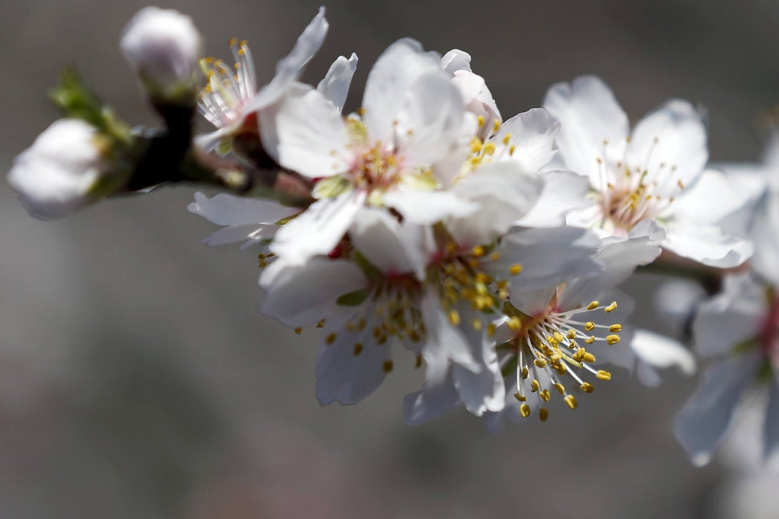 Blooming lovely... the almond trees in flower