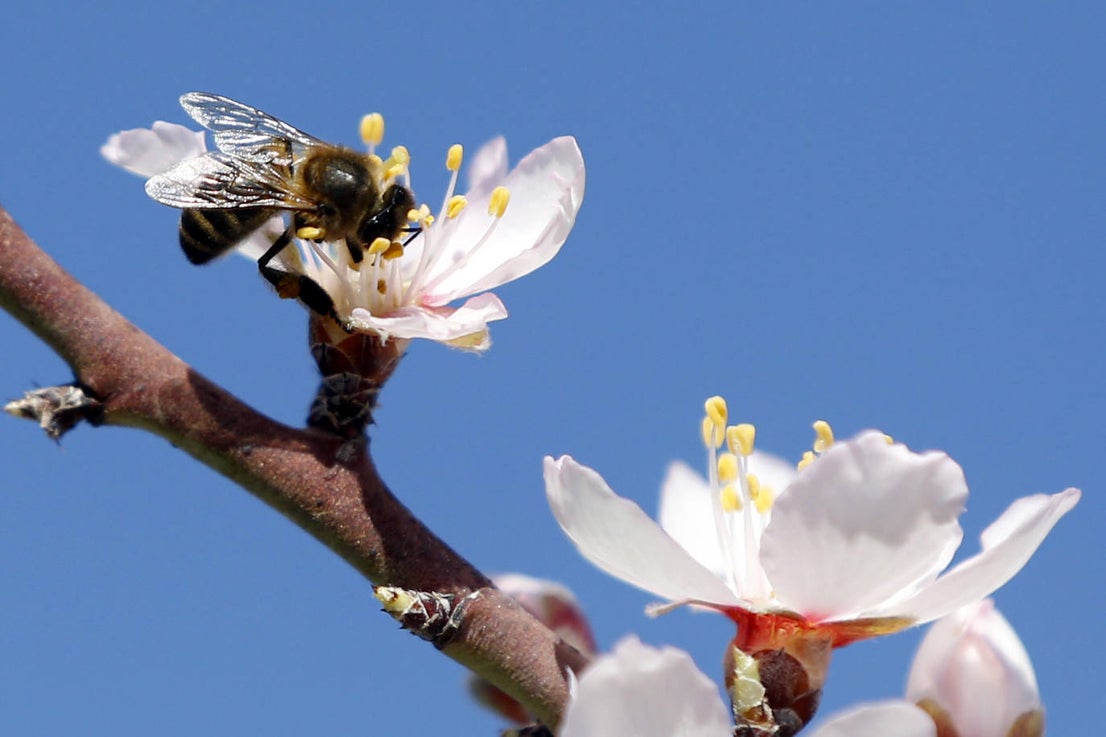 Blooming lovely... the almond trees in flower