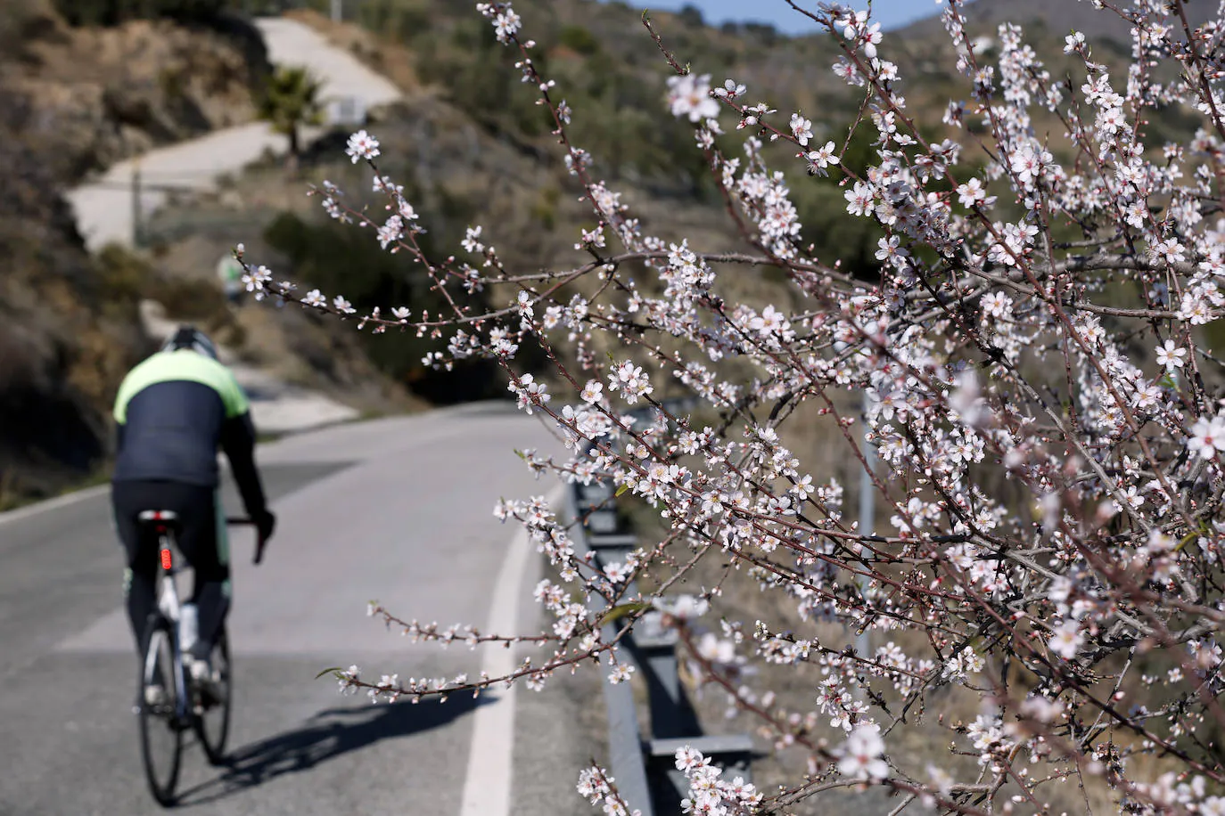 Blooming lovely... the almond trees in flower