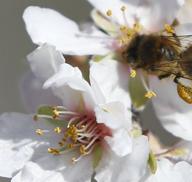 Blooming lovely... the almond trees in flower