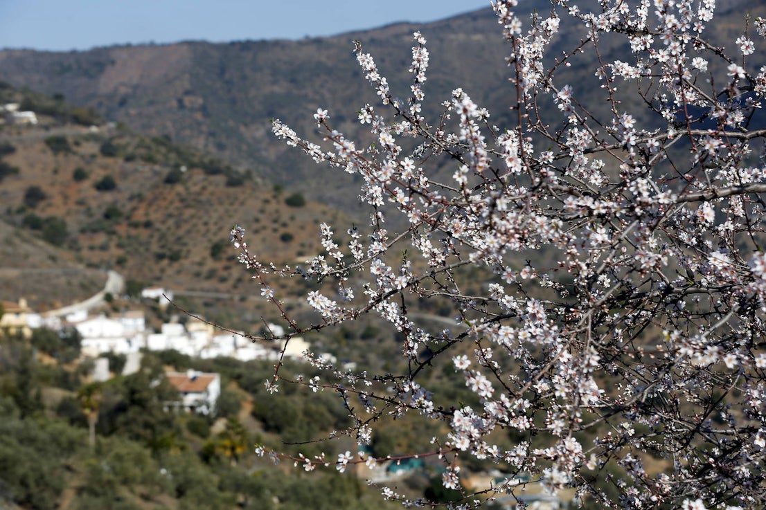 Blooming lovely... the almond trees in flower