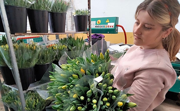 Imagen principal - Tulip packaging at 'Flores Miranda'. 