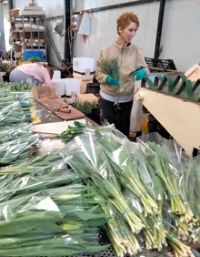 Imagen secundaria 2 - Tulip packaging at 'Flores Miranda'. 