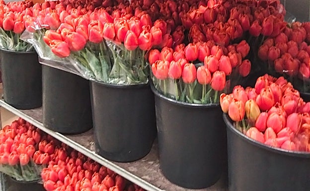 Classical red tulips are ready for the Costa del Sol. 