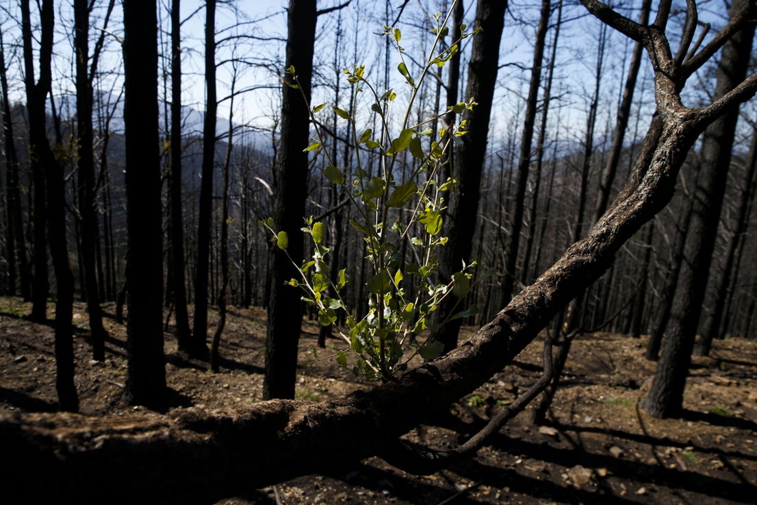 More than 9,000 hectares of woodland were destroyed by last year's fire. A visit to the area, six months later, shows how nature is starting to make a recovery in the Genal Valley