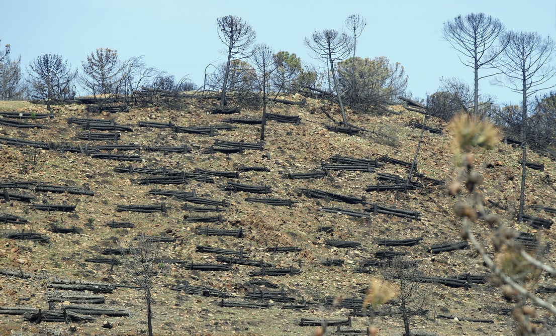 More than 9,000 hectares of woodland were destroyed by last year's fire. A visit to the area, six months later, shows how nature is starting to make a recovery in the Genal Valley