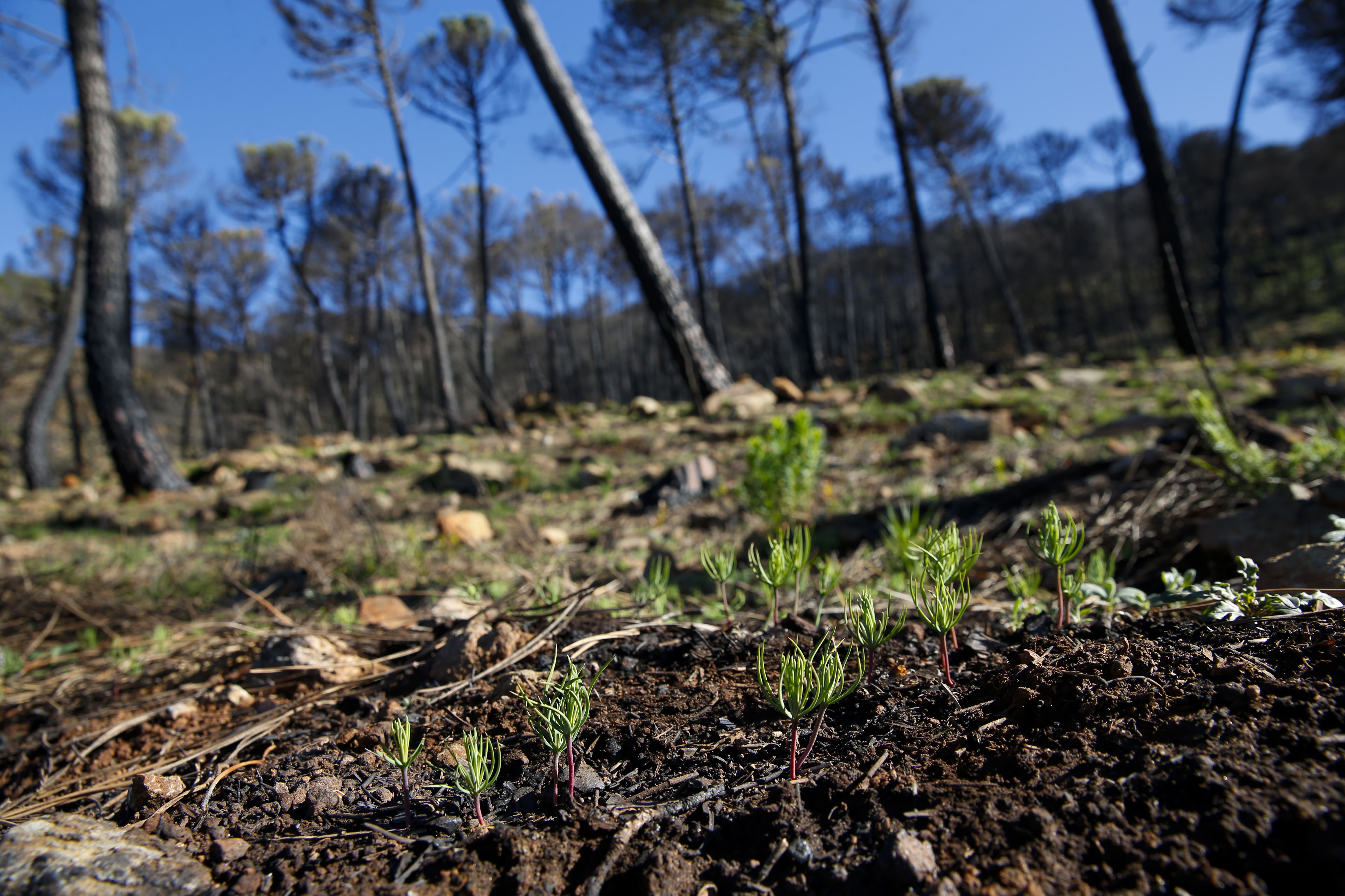 More than 9,000 hectares of woodland were destroyed by last year's fire. A visit to the area, six months later, shows how nature is starting to make a recovery in the Genal Valley