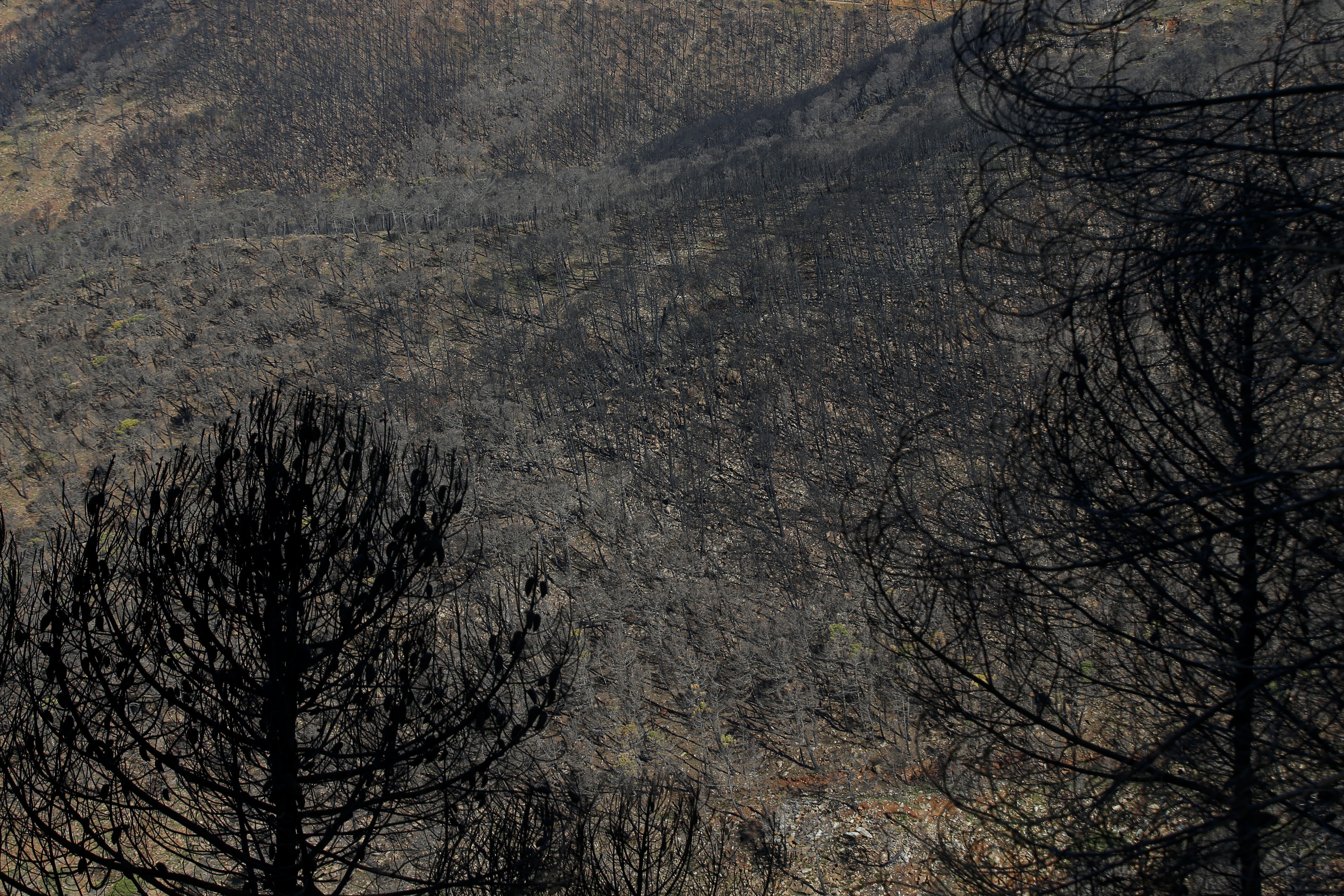 More than 9,000 hectares of woodland were destroyed by last year's fire. A visit to the area, six months later, shows how nature is starting to make a recovery in the Genal Valley