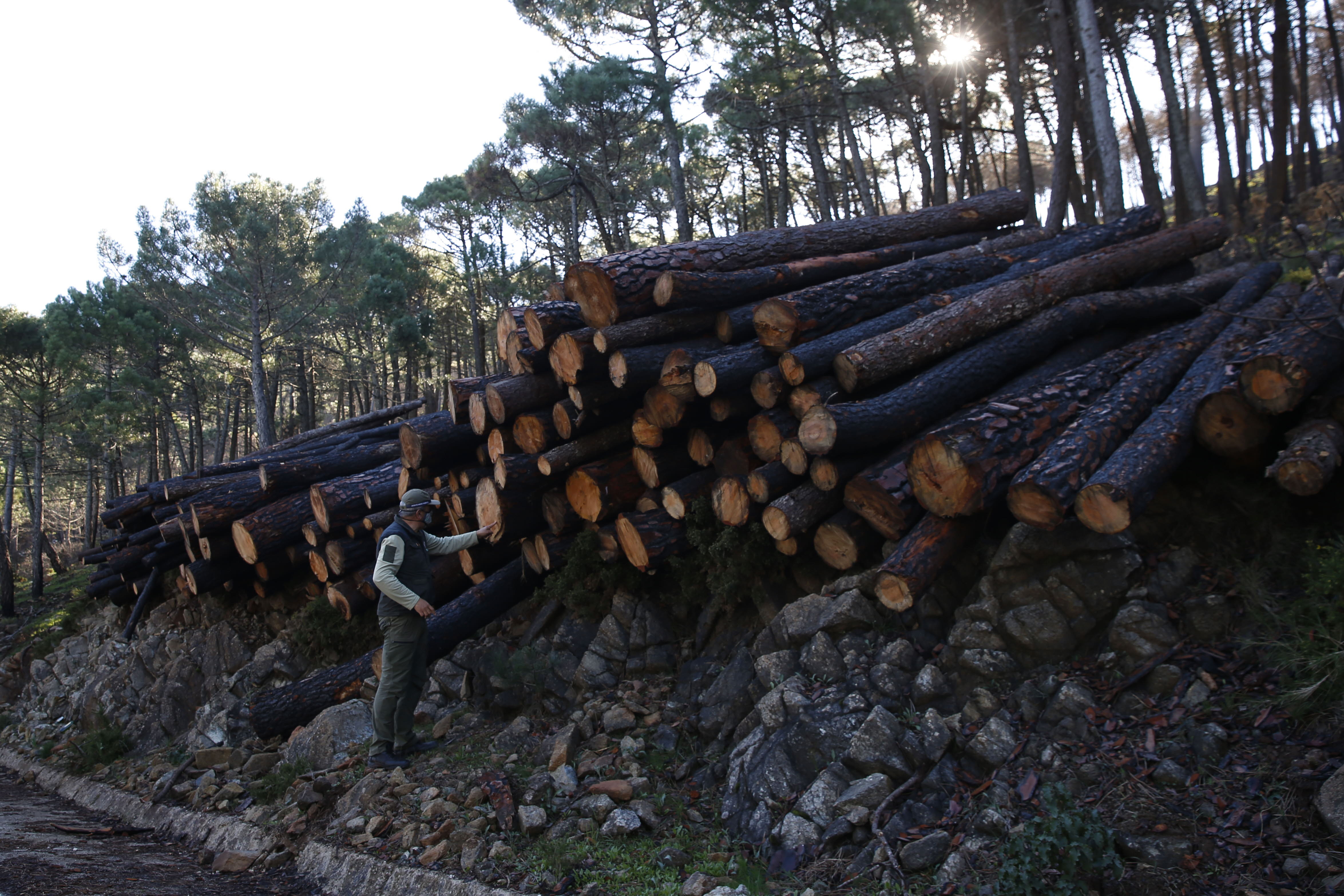 More than 9,000 hectares of woodland were destroyed by last year's fire. A visit to the area, six months later, shows how nature is starting to make a recovery in the Genal Valley