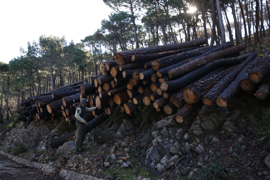 More than 9,000 hectares of woodland were destroyed by last year's fire. A visit to the area, six months later, shows how nature is starting to make a recovery in the Genal Valley