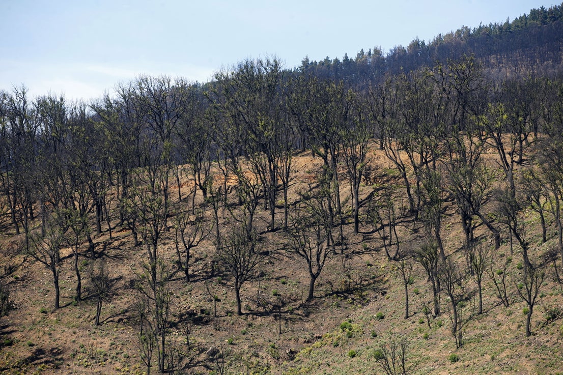 More than 9,000 hectares of woodland were destroyed by last year's fire. A visit to the area, six months later, shows how nature is starting to make a recovery in the Genal Valley