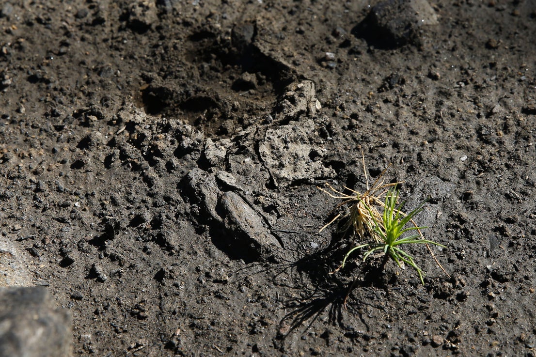 More than 9,000 hectares of woodland were destroyed by last year's fire. A visit to the area, six months later, shows how nature is starting to make a recovery in the Genal Valley