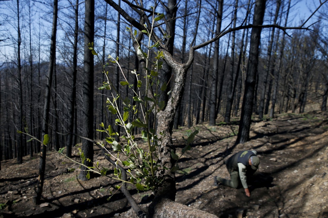 More than 9,000 hectares of woodland were destroyed by last year's fire. A visit to the area, six months later, shows how nature is starting to make a recovery in the Genal Valley