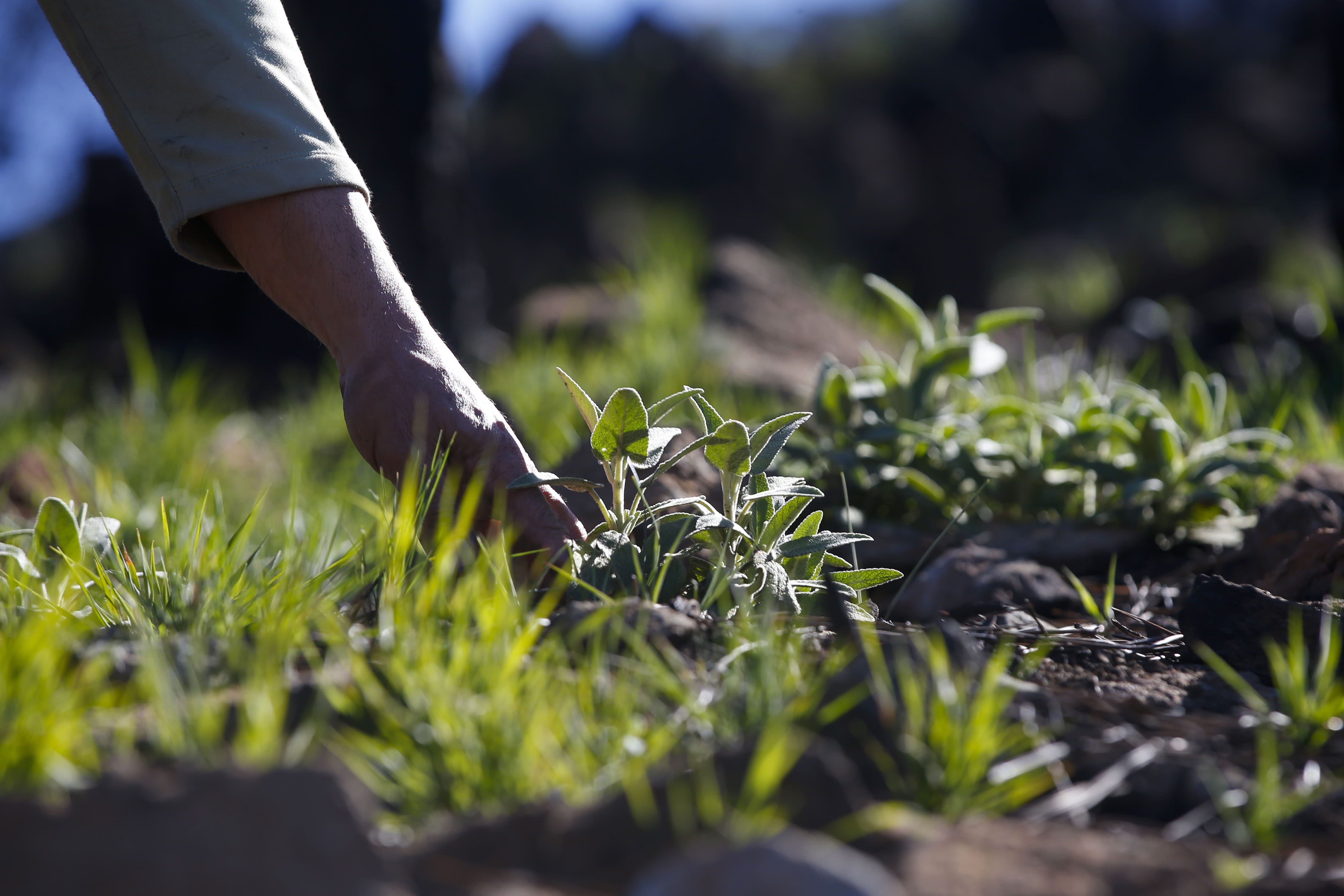 More than 9,000 hectares of woodland were destroyed by last year's fire. A visit to the area, six months later, shows how nature is starting to make a recovery in the Genal Valley