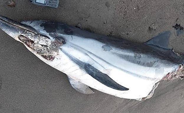 The body of a striped dolphin washed up on Torre de Benagalbón beach on Monday 