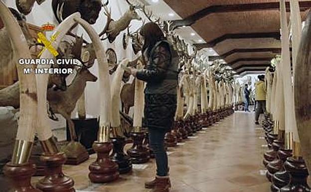 Imagen principal - Some of the stuffed animals that were siezed by police.