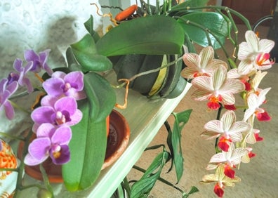 Imagen secundaria 1 - Orchids bloom in April. 