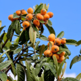 Imagen - In April the valleys of the Alpujarras turn orange due to the fruit of the níspero trees (loquats)