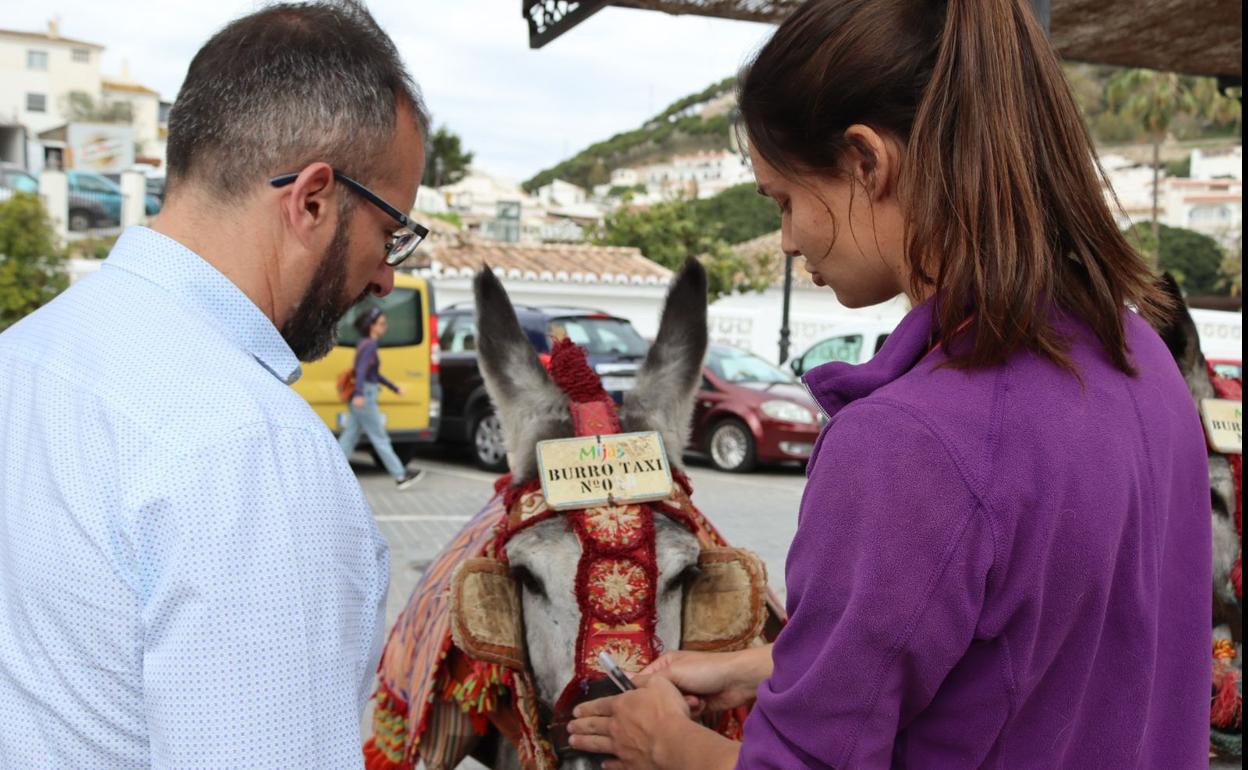 Veterinary surgeon María Bross checks one of the donkeys. 