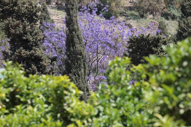 Explosion of colours and scents in Malaga's parks and gardens. 