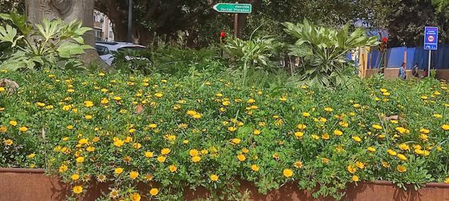 Explosion of colours and scents in Malaga's parks and gardens. 