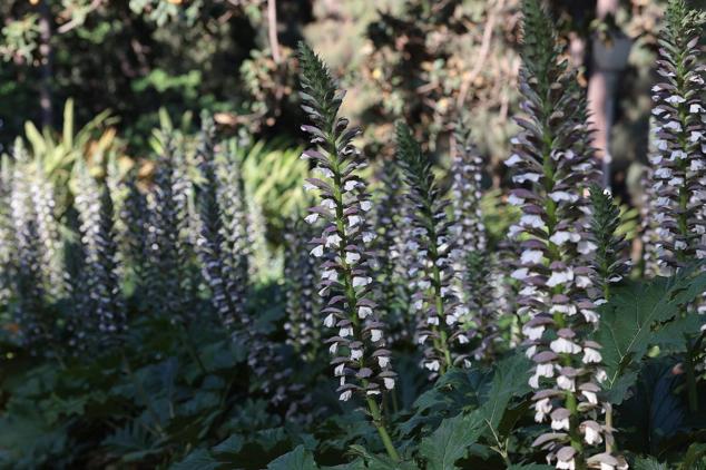 Explosion of colours and scents in Malaga's parks and gardens. 