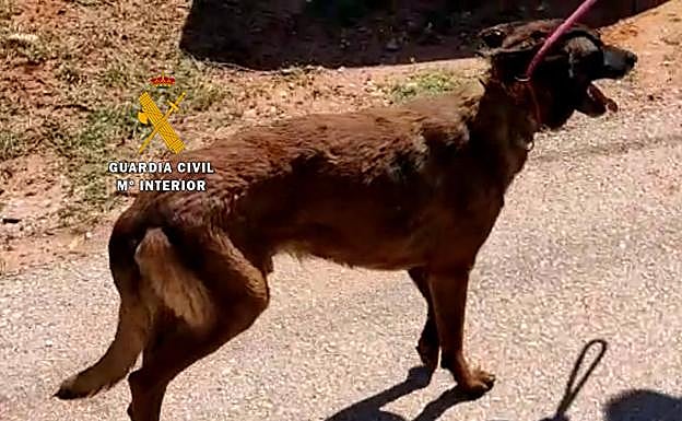 Imagen principal - Three people investigated for keeping goats and 22 dogs in &#039;terrible conditions&#039; in Guadalhorce valley