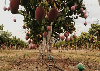 Imagen secundaria 1 - Top, the system installed in an avocado plantation; bottom left, farming mangos and Antonio Rico, aged 82 (right)