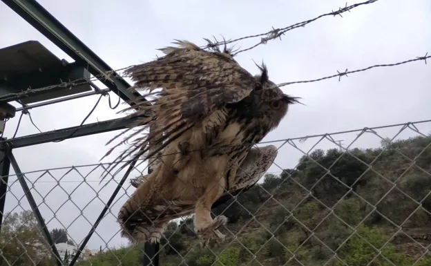 An owl that became trapped on barbed wire fencing in Colmenar recovered well after it was taken to Malaga's CREA 