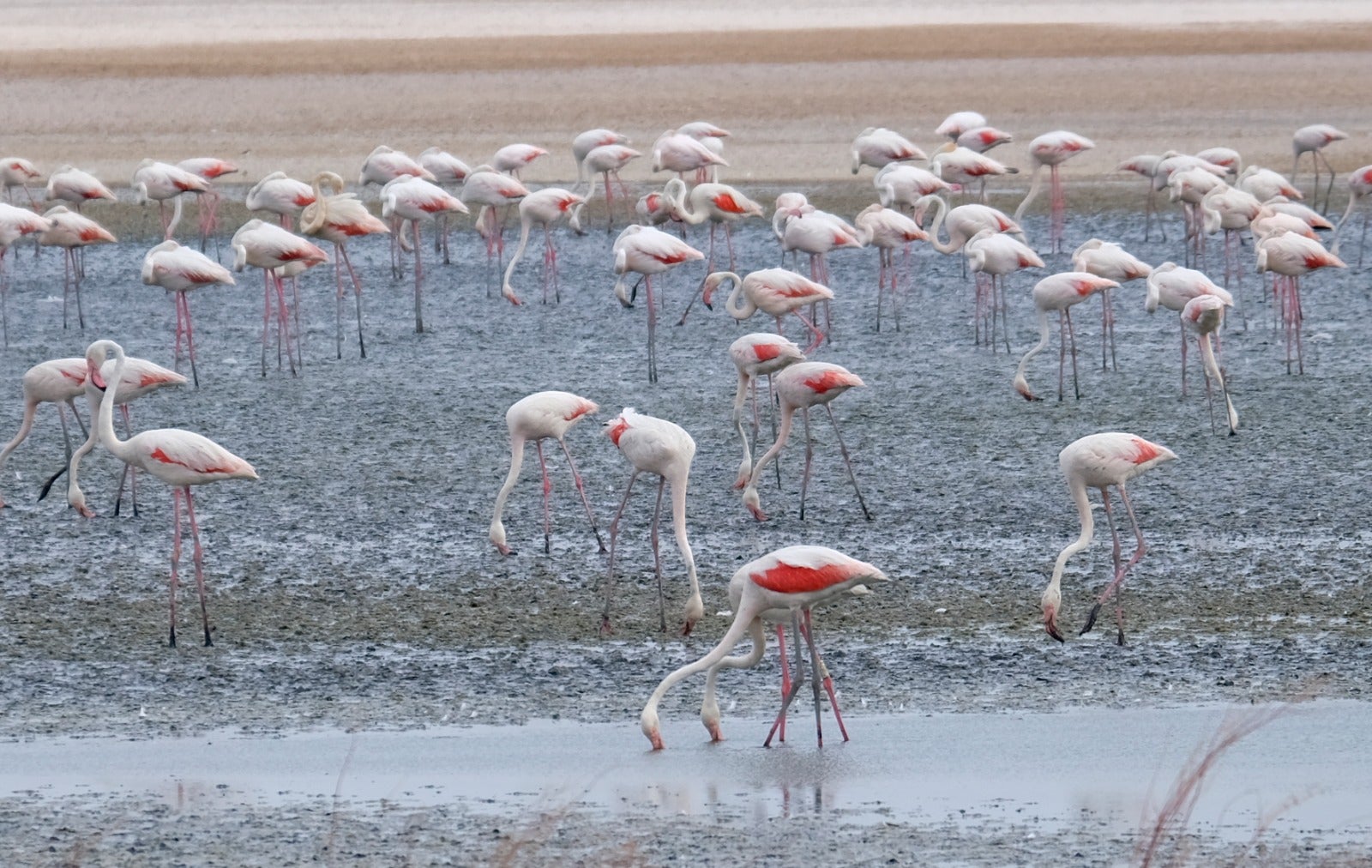 Thanks to the rainfall in March, the lagoon had a water level of 42 cm at the beginning of April, which made it possible to house more than 8,700 pairs and a total of 3,764 chicks, of which 600 were ringed last Saturday 