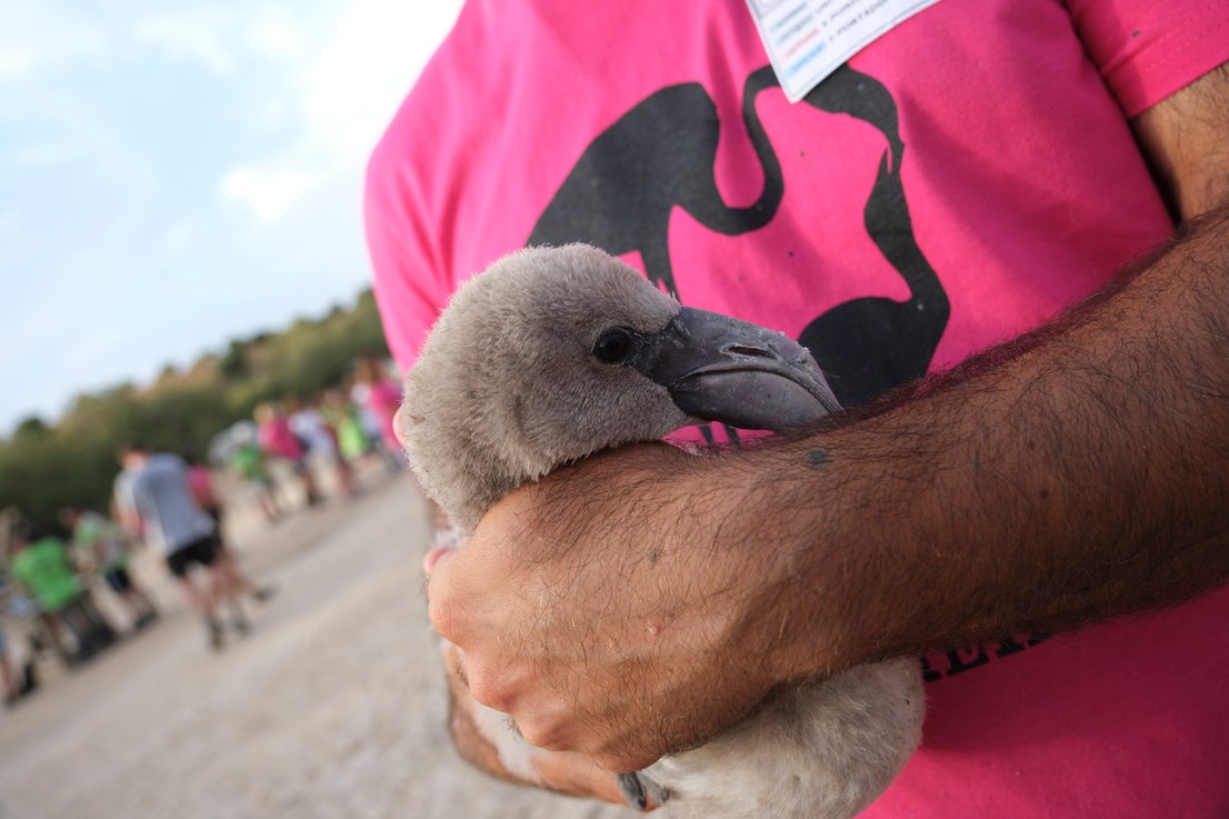 Thanks to the rainfall in March, the lagoon had a water level of 42 cm at the beginning of April, which made it possible to house more than 8,700 pairs and a total of 3,764 chicks, of which 600 were ringed last Saturday