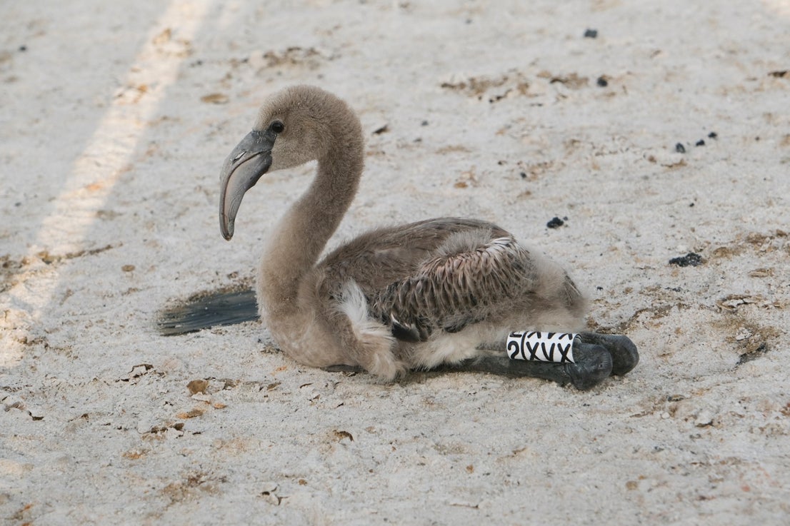 Thanks to the rainfall in March, the lagoon had a water level of 42 cm at the beginning of April, which made it possible to house more than 8,700 pairs and a total of 3,764 chicks, of which 600 were ringed last Saturday