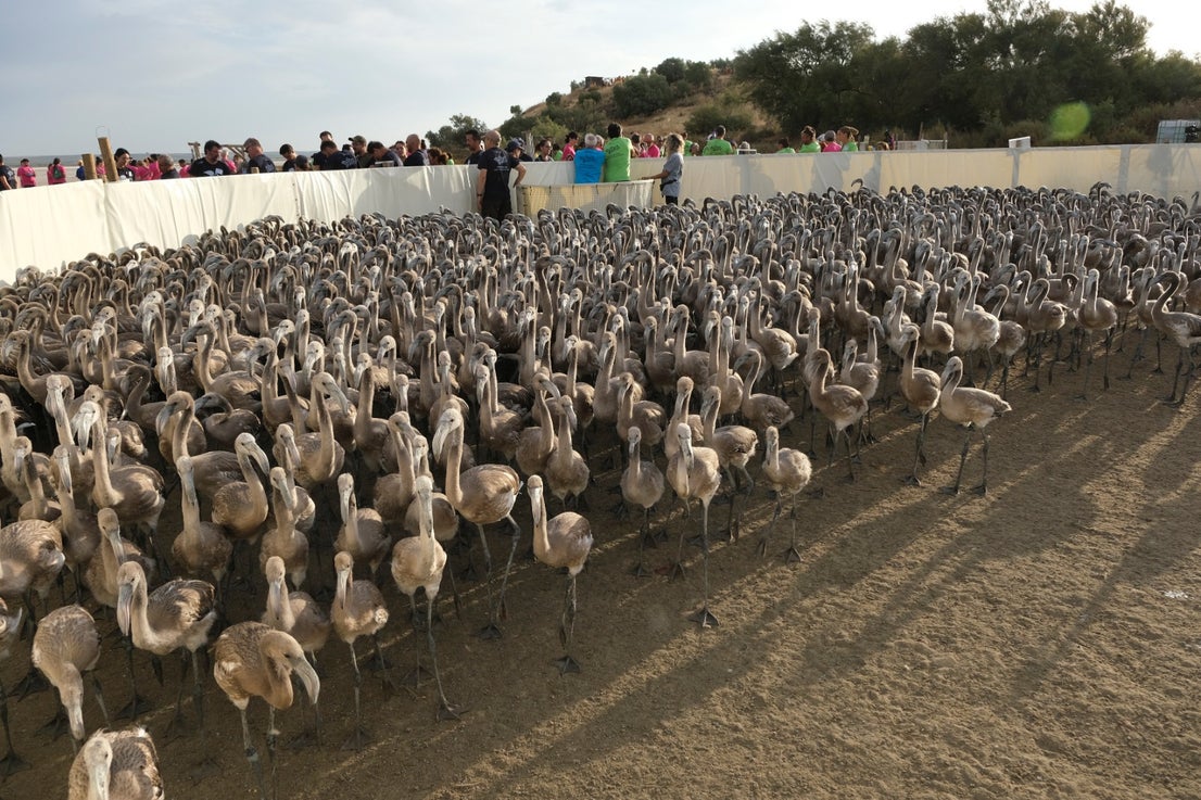 Thanks to the rainfall in March, the lagoon had a water level of 42 cm at the beginning of April, which made it possible to house more than 8,700 pairs and a total of 3,764 chicks, of which 600 were ringed last Saturday