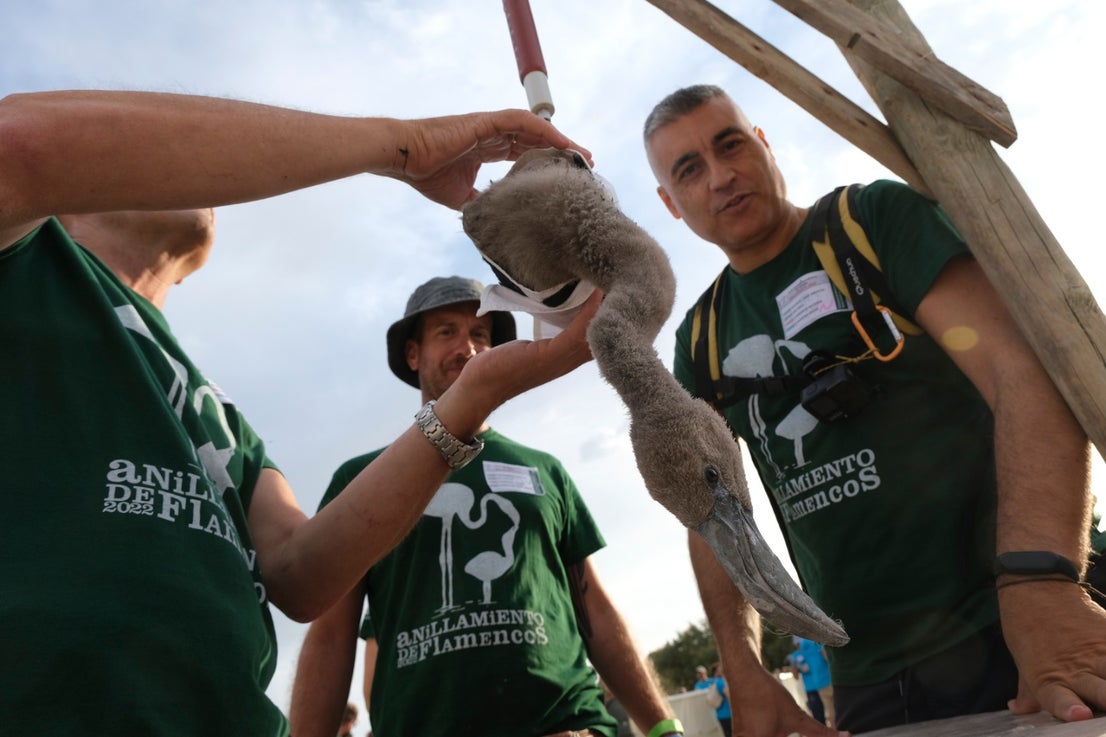 Thanks to the rainfall in March, the lagoon had a water level of 42 cm at the beginning of April, which made it possible to house more than 8,700 pairs and a total of 3,764 chicks, of which 600 were ringed last Saturday