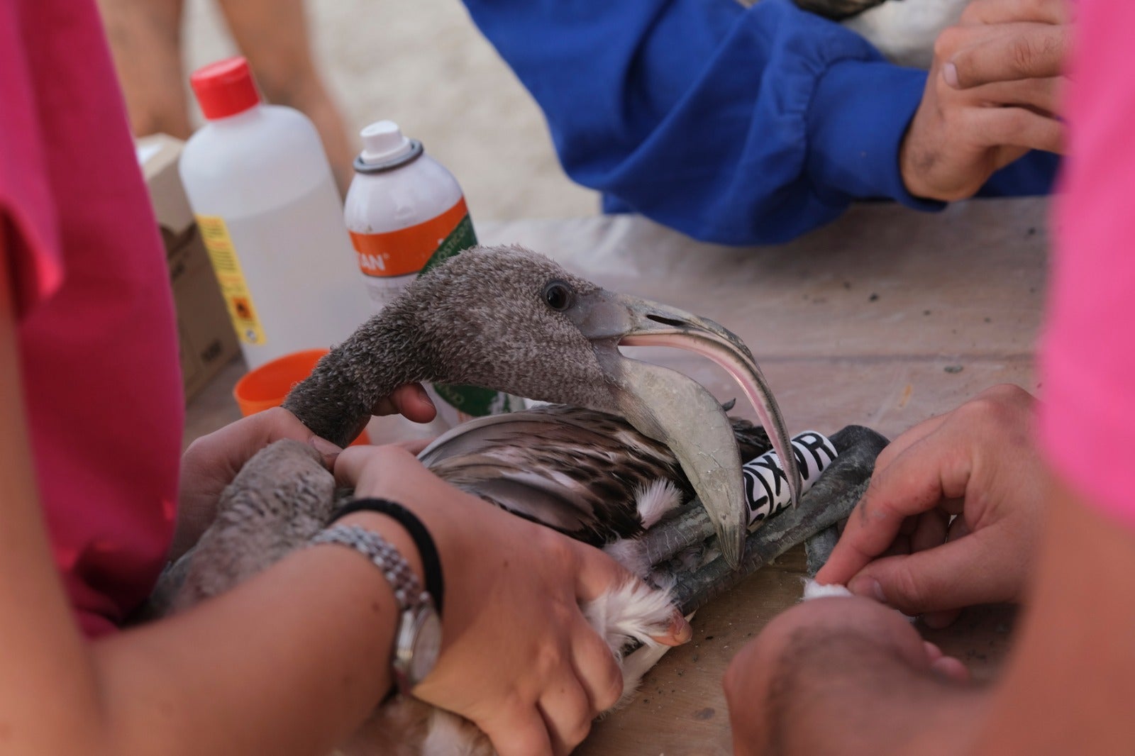 Thanks to the rainfall in March, the lagoon had a water level of 42 cm at the beginning of April, which made it possible to house more than 8,700 pairs and a total of 3,764 chicks, of which 600 were ringed last Saturday 