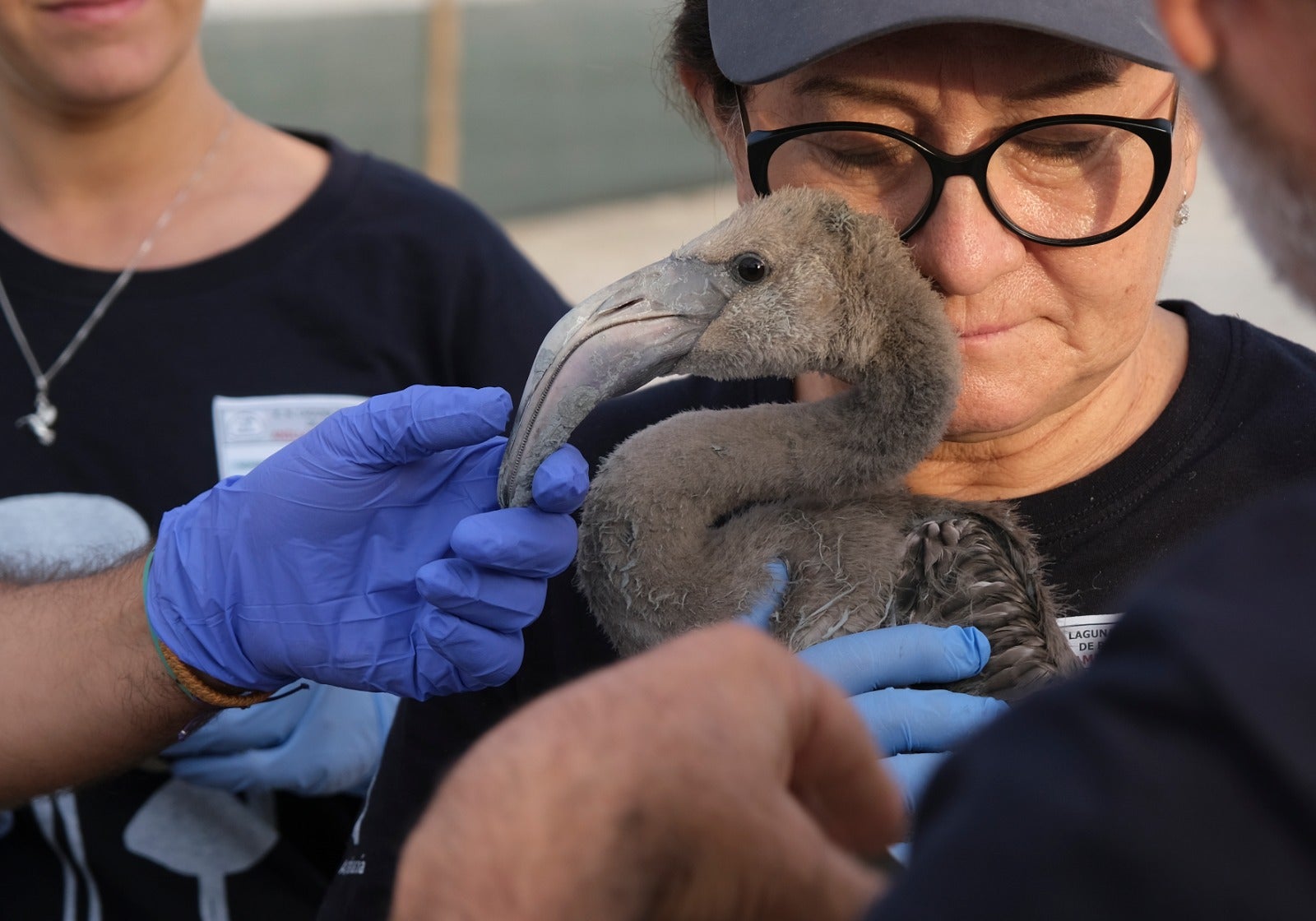 Thanks to the rainfall in March, the lagoon had a water level of 42 cm at the beginning of April, which made it possible to house more than 8,700 pairs and a total of 3,764 chicks, of which 600 were ringed last Saturday